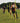 Agility Pole Set